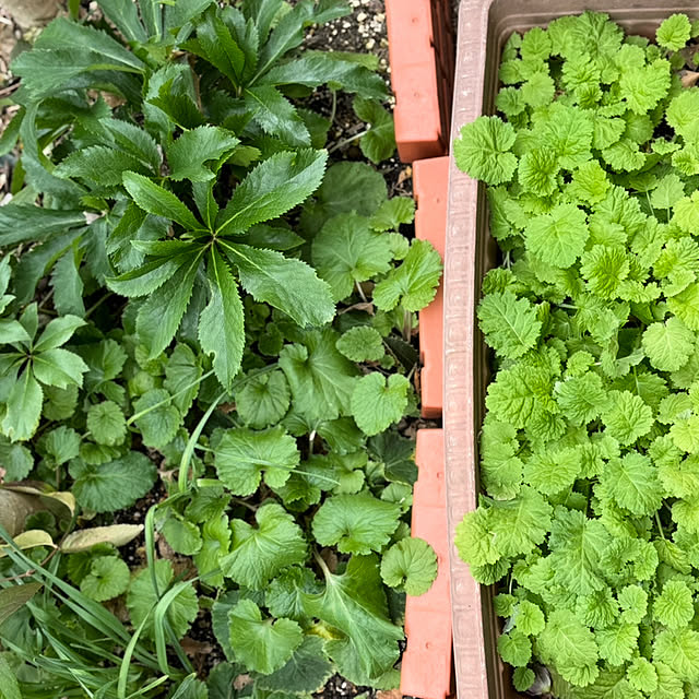 mamizaさんの部屋