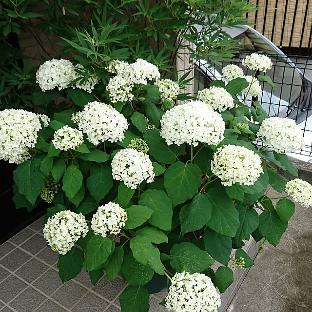 hiromi_coco3422さんの実例写真