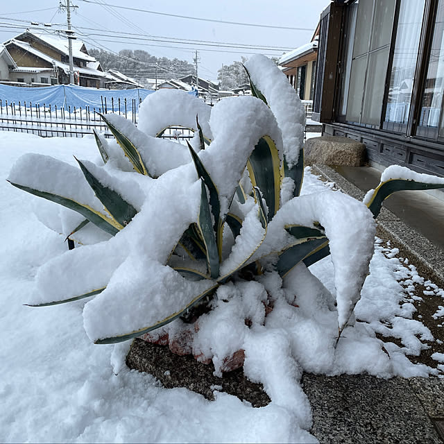 icemintさんの実例写真