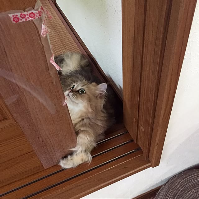 butachanさんの実例写真