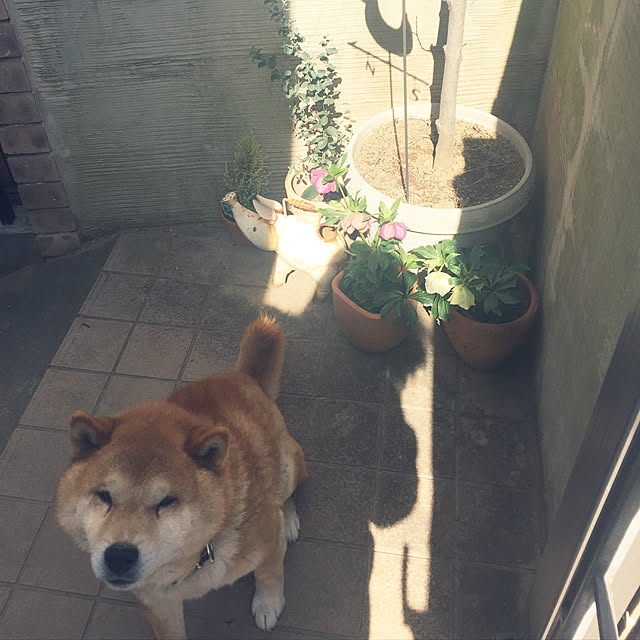 chie.n_n.さんの実例写真