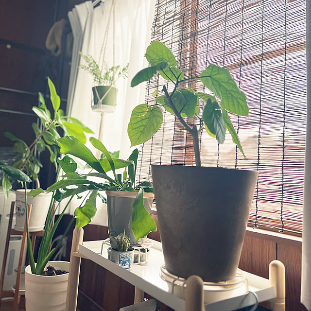 hngbo015さんの実例写真