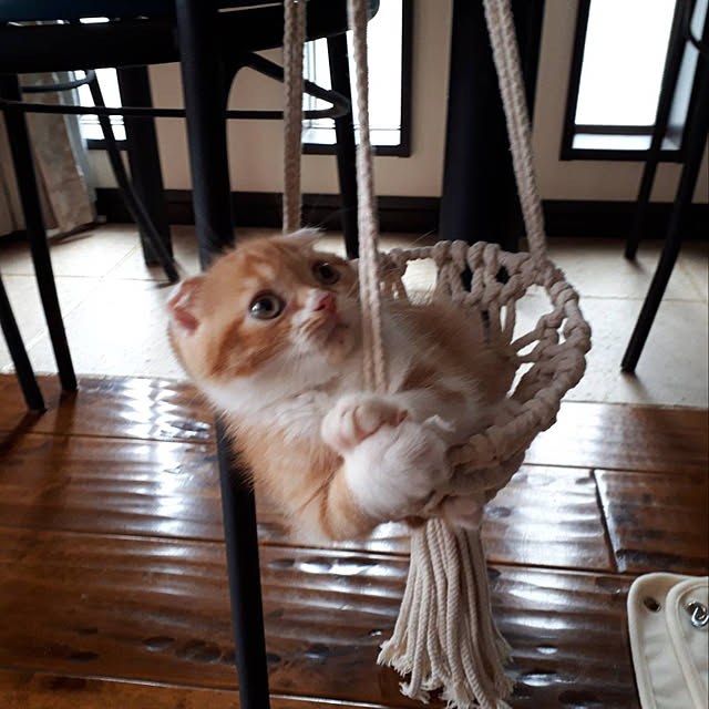 shizzzさんの実例写真