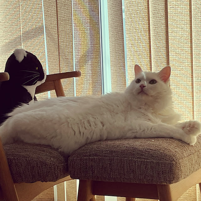 nuffyさんの部屋