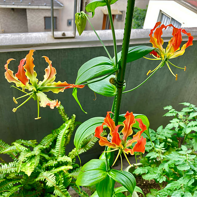 bonobono54さんの実例写真