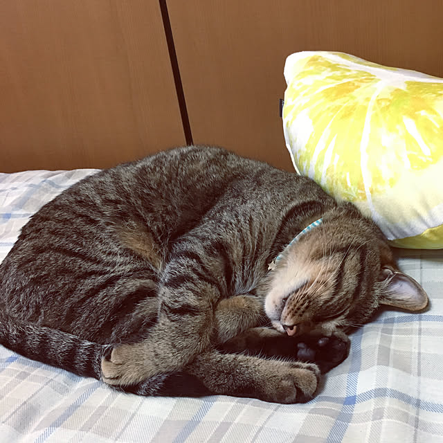 cocomaroさんの部屋