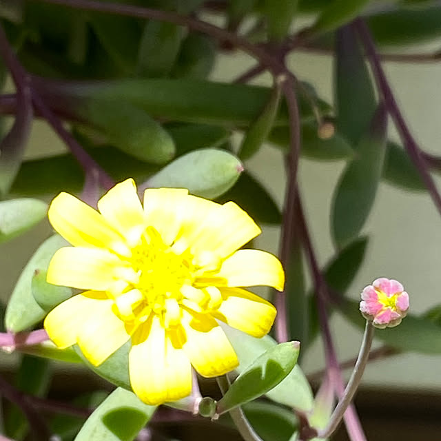 YuuKoさんの実例写真