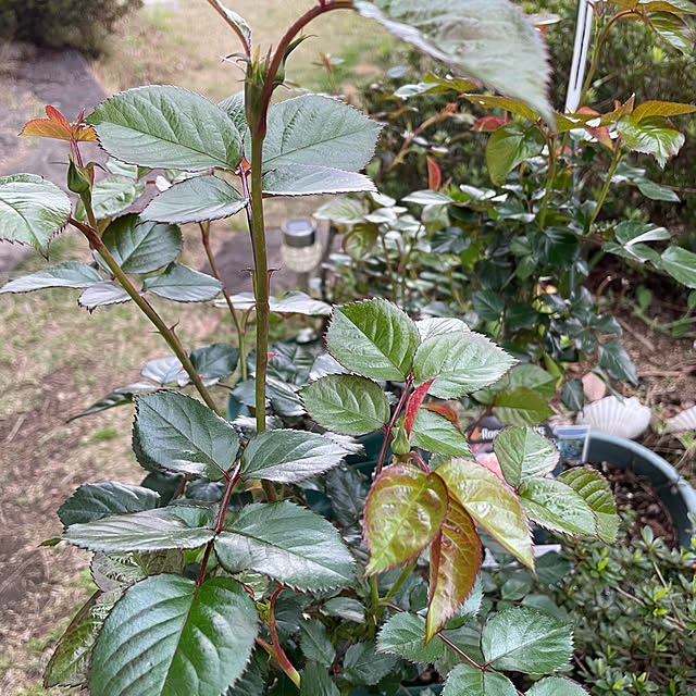 natsumiさんの部屋