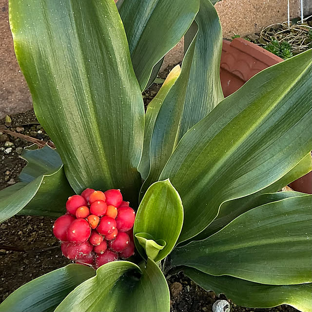 chiiyanさんの部屋