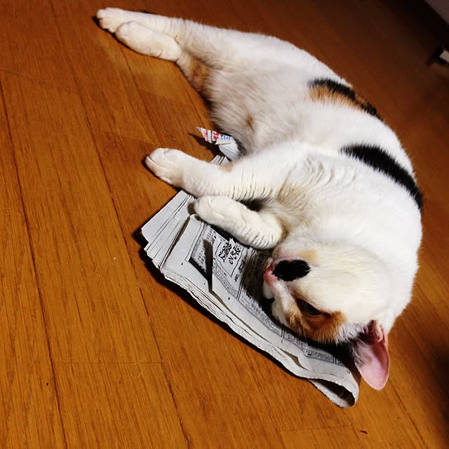 Kinanさんの実例写真