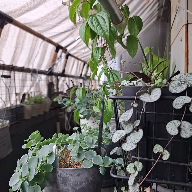 noaさんのお部屋の写真