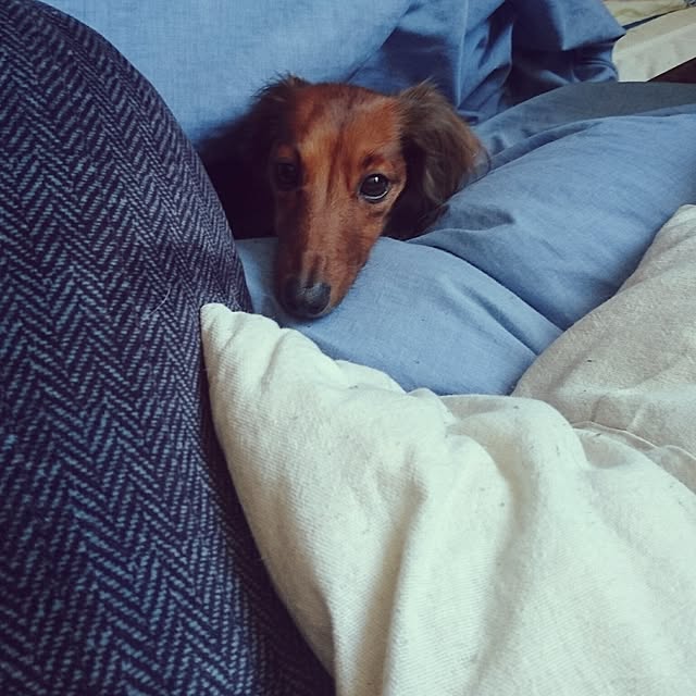 andさんの実例写真