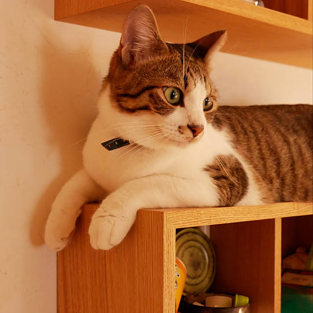 chicchiさんの実例写真