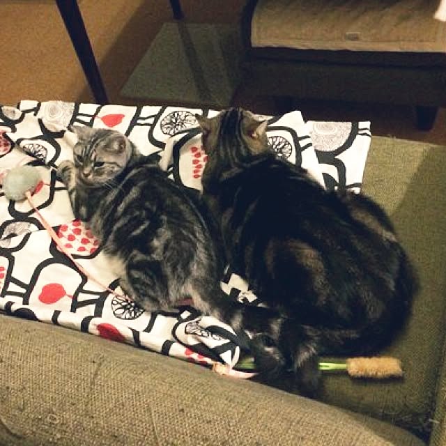 mikomaruさんの実例写真