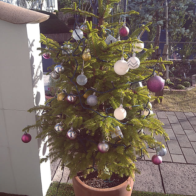 dangomushiさんの実例写真