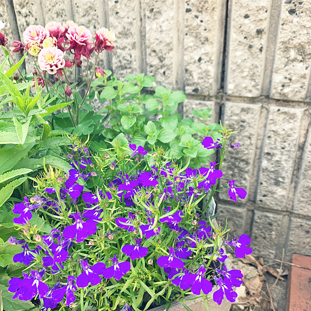 cyaroさんの部屋