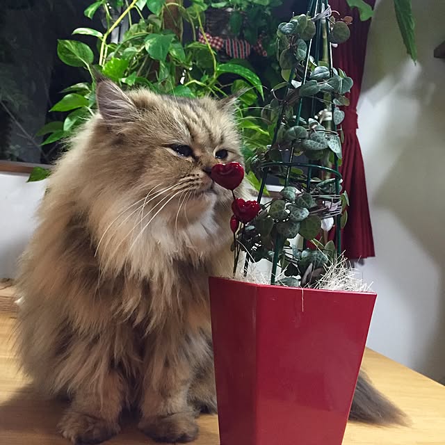 butachanさんの実例写真