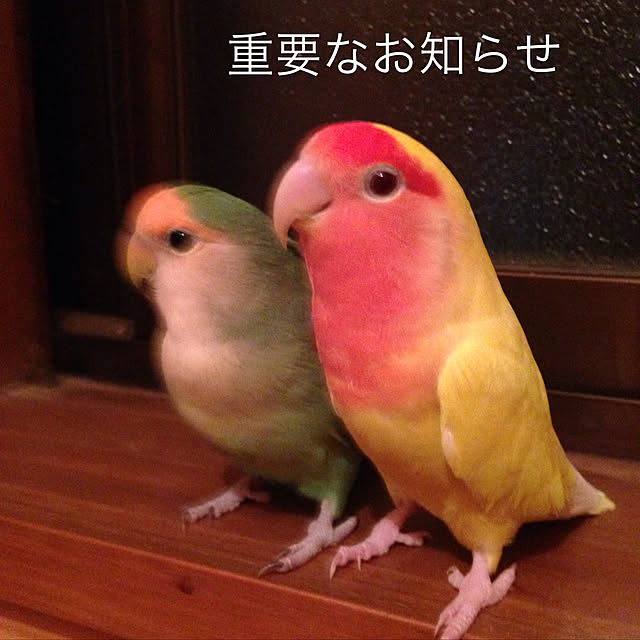 aoinokimiさんの実例写真