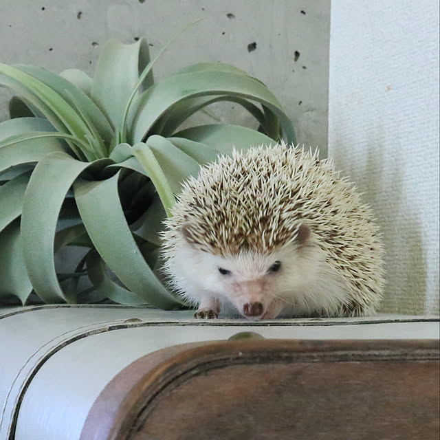 Chikakoさんの実例写真