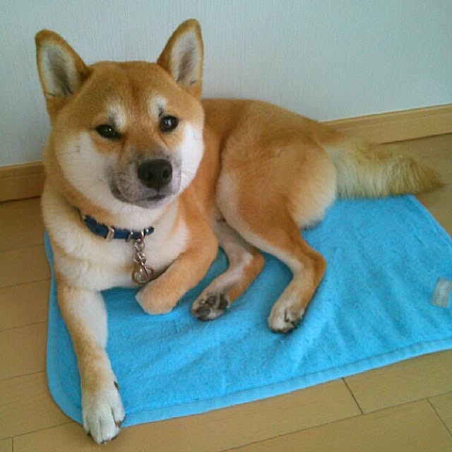 kotaさんの実例写真