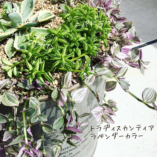 bon-bon-hippieさんの実例写真