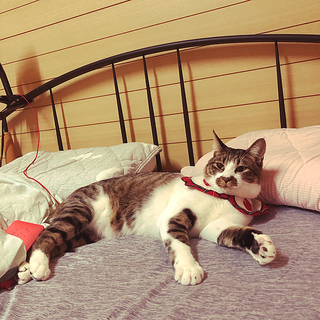 jijiさんの実例写真