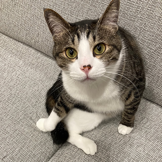 piyoさんの部屋
