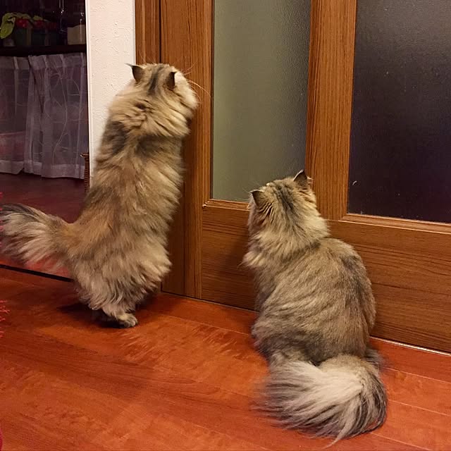 butachanさんの実例写真