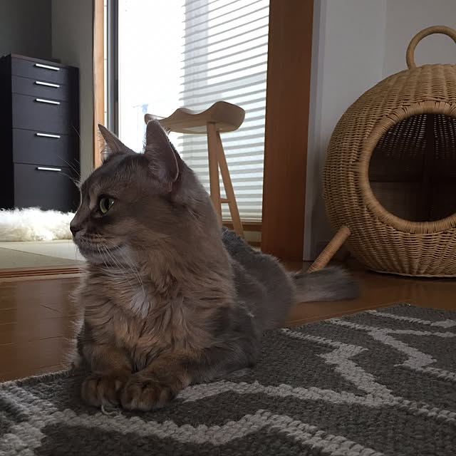 shihoさんの実例写真