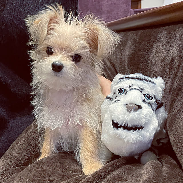 seiさんの実例写真