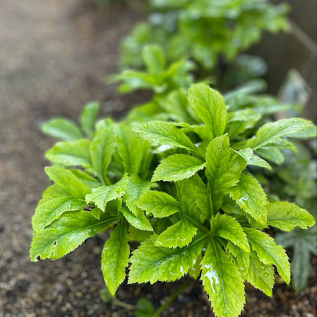 buchiさんの部屋