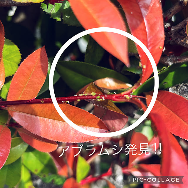 yukarin-gardenさんの部屋