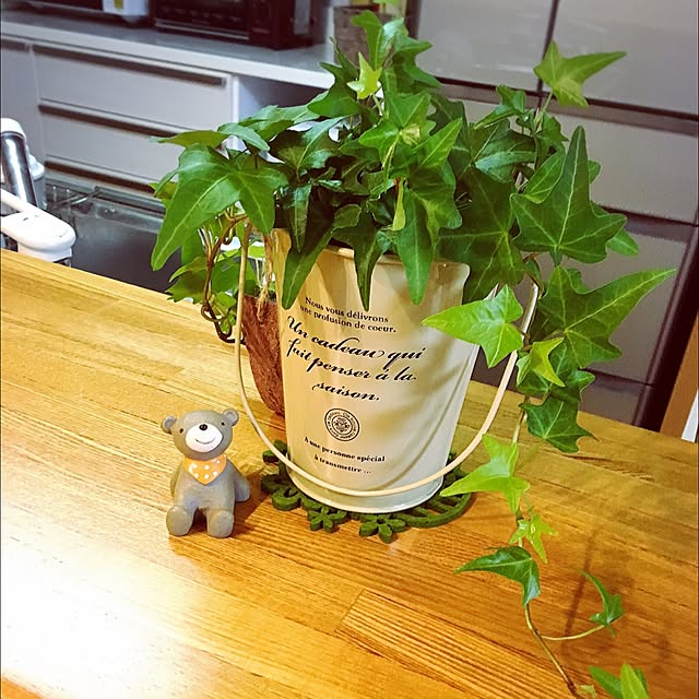 キッチン/観葉植物のインテリア実例 - 2015-11-30 22:01:26