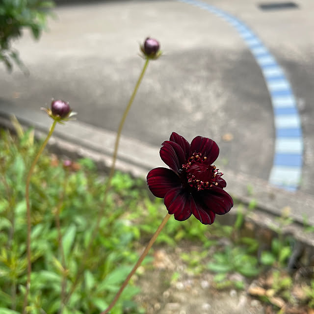 kuikoさんの実例写真