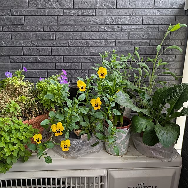 minnieさんの部屋