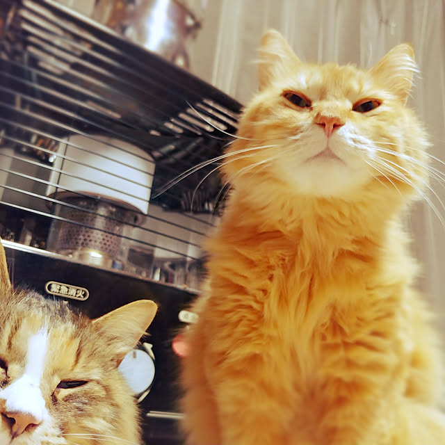 choku3さんの実例写真
