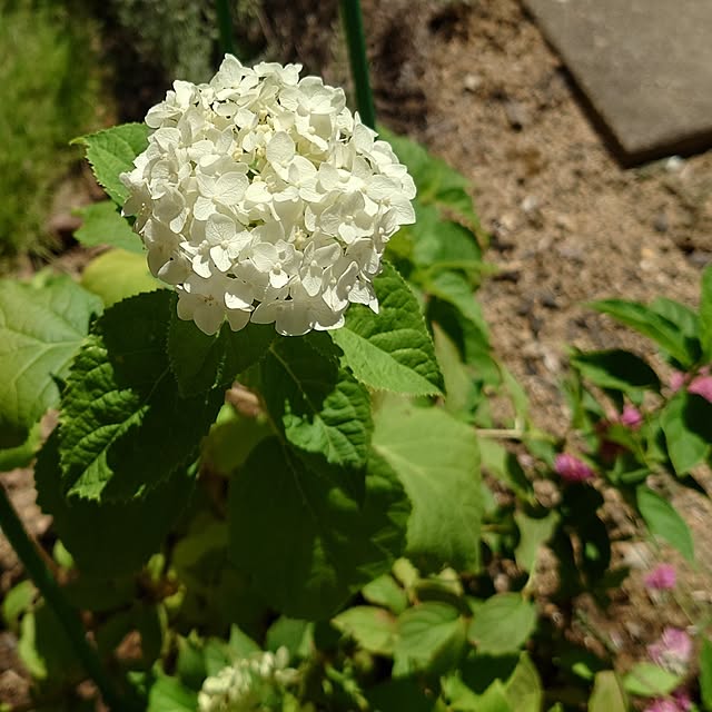 fleur-mamanさんの実例写真