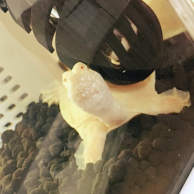 kaz_ablvさんの実例写真