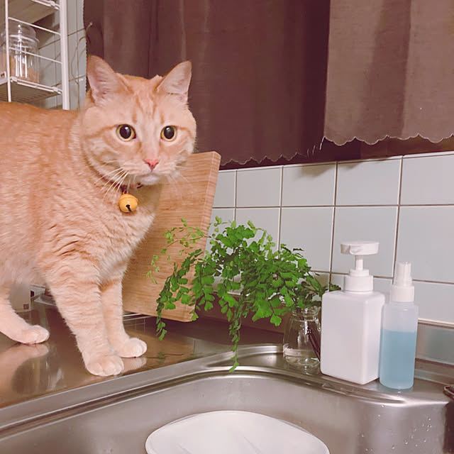okeychikunさんの実例写真