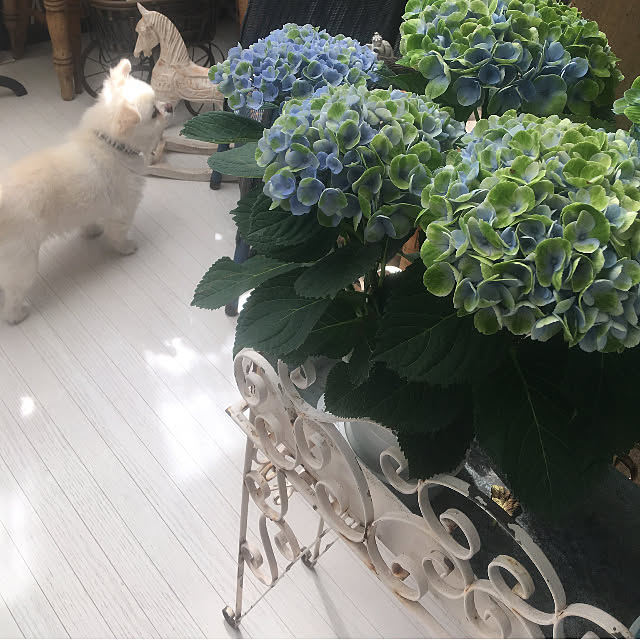 mikiponさんの実例写真