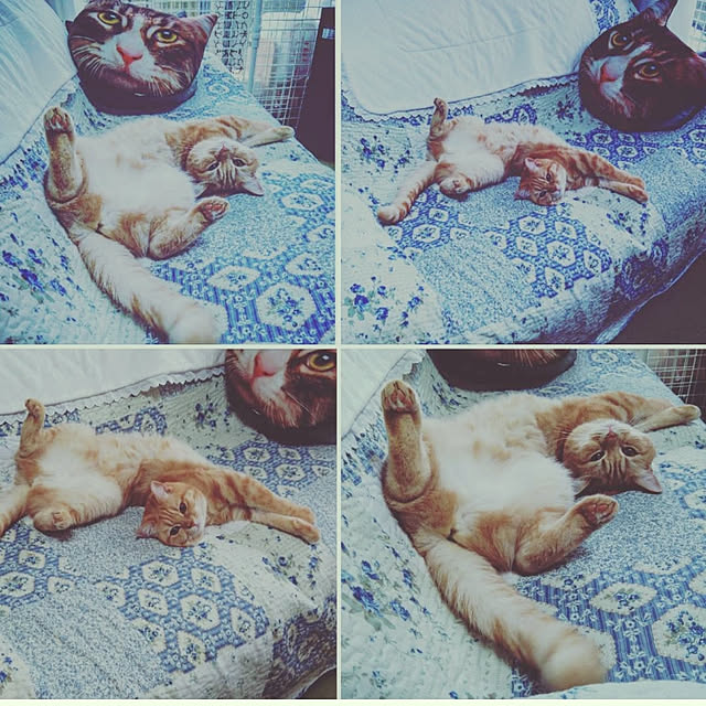 mntcさんの実例写真