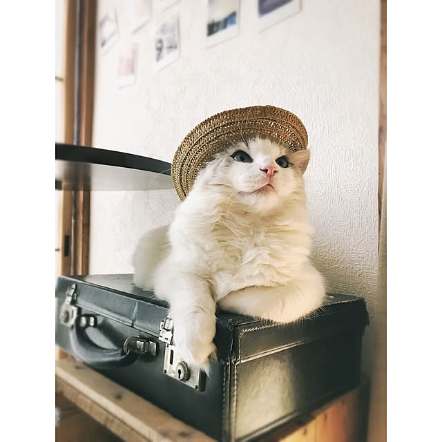 akiraiguchi32さんの実例写真