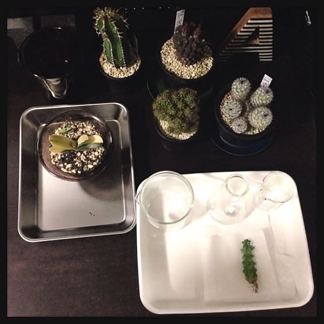 Toroさんの実例写真