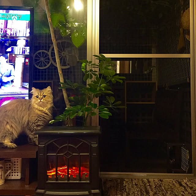 butachanさんの実例写真
