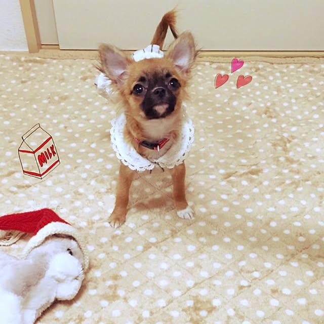 kokemomoさんの実例写真