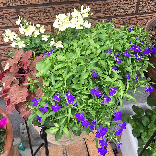 roseさんの実例写真
