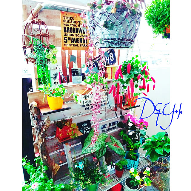 DandYkさんの実例写真