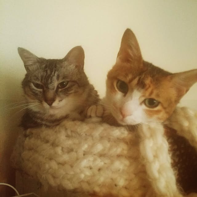 annさんの実例写真