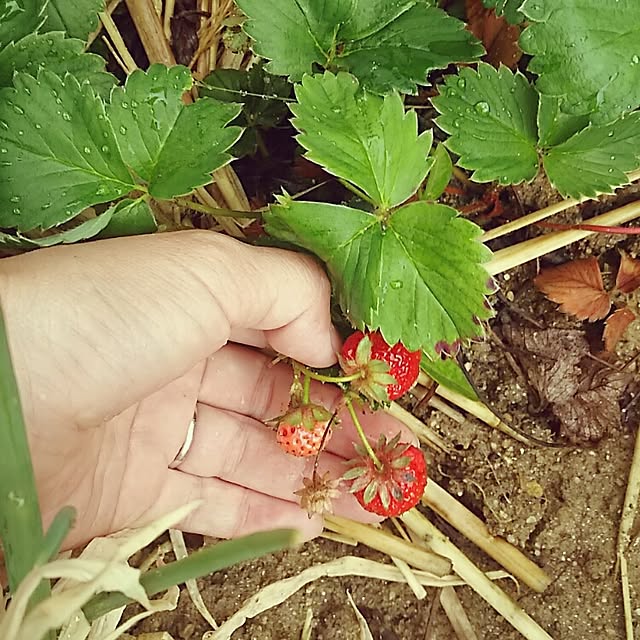 chikohiroさんの実例写真