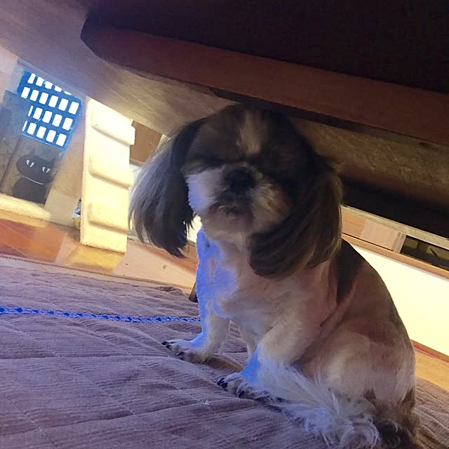 butachanさんの実例写真